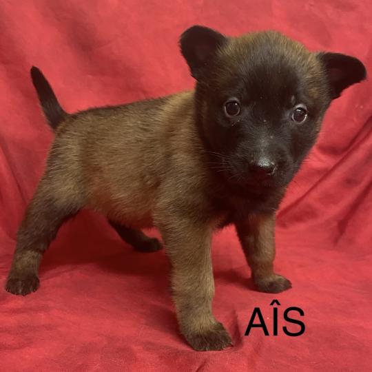 chiot Berger belge AIS - APPLE Malinois LOF RÉSERVÉE Domaine de la Chantelaie