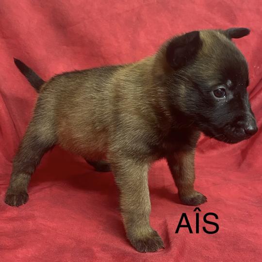 chiot Berger belge AIS - APPLE Malinois LOF RÉSERVÉE Domaine de la Chantelaie
