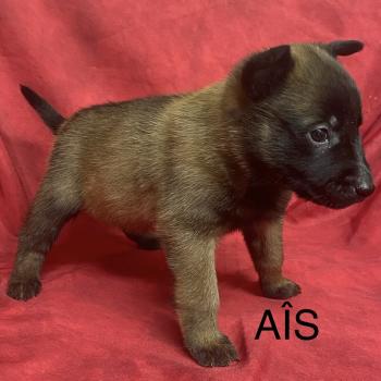 chiot Berger belge AIS - APPLE Malinois LOF RÉSERVÉE Domaine de la Chantelaie