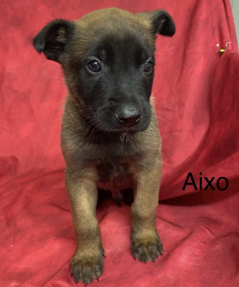 AIXO Malinois LOF à réserver Mâle Berger belge