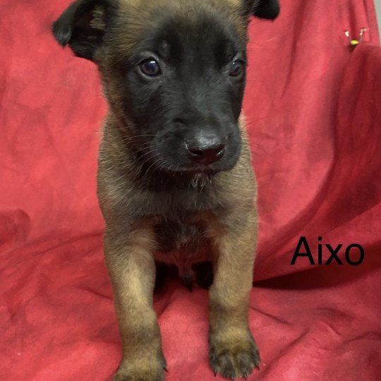 chiot Berger belge AIXO Malinois Domaine de la Chantelaie