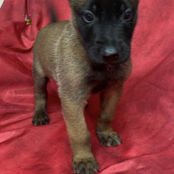 chiot Berger belge AIXO Malinois LOF à réserver Domaine de la Chantelaie