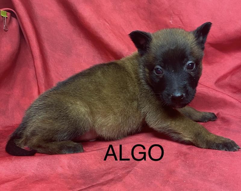 ALGO Malinois LOF à réserver Mâle Berger belge