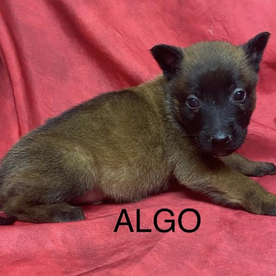 ALGO Malinois LOF à réserver Mâle Berger belge