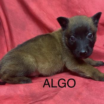 chiot Berger belge ALGO Malinois LOF à réserver Domaine de la Chantelaie
