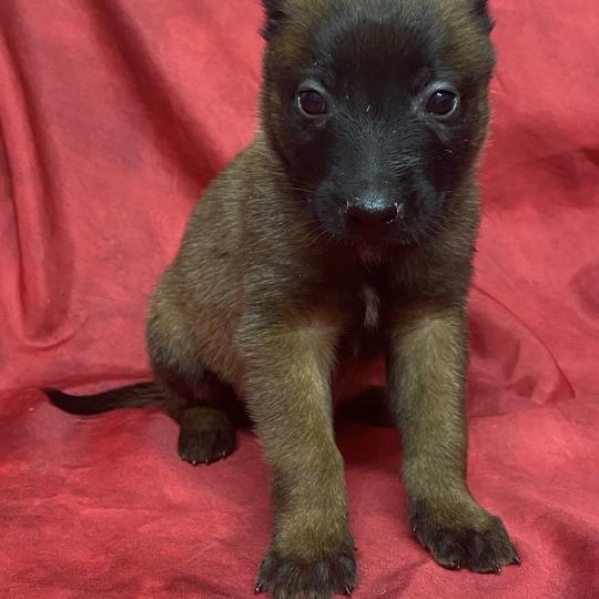 chiot Berger belge ALGO Malinois LOF à réserver Domaine de la Chantelaie
