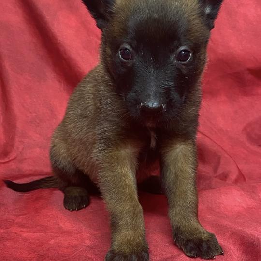 chiot Berger belge ALGO Malinois LOF à réserver Domaine de la Chantelaie