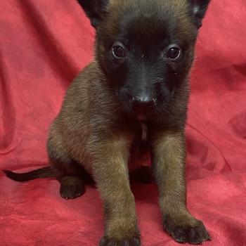 chiot Berger belge ALGO Malinois LOF à réserver Domaine de la Chantelaie