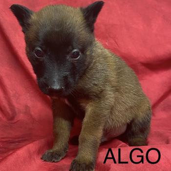 chiot Berger belge ALGO Malinois LOF à réserver Domaine de la Chantelaie