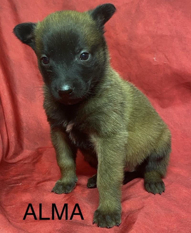 ALMA Malinois LOF à réserver Femelle Berger belge