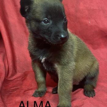 chiot Berger belge ALMA Malinois LOF à réserver Domaine de la Chantelaie