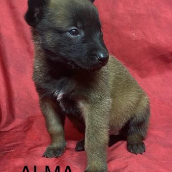 chiot Berger belge ALMA Malinois LOF à réserver Domaine de la Chantelaie