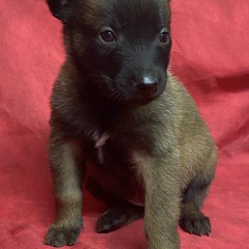 chiot Berger belge ALMA Malinois LOF à réserver Domaine de la Chantelaie