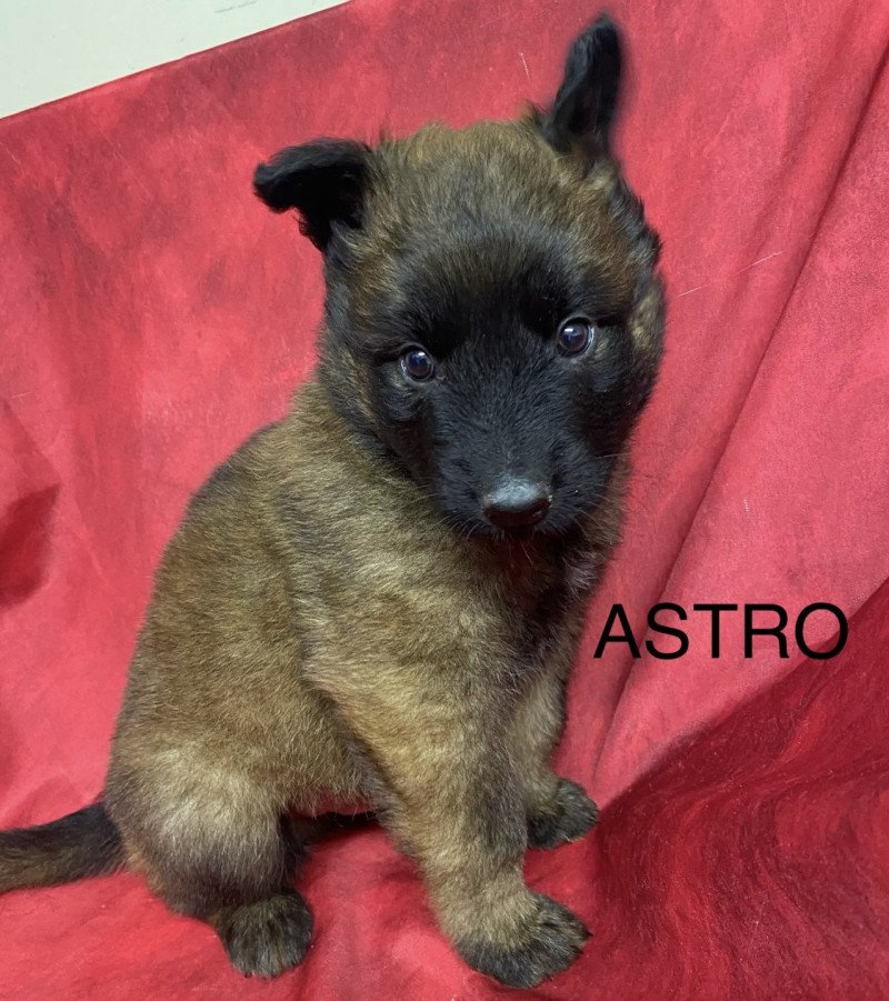 ASTRO Malinois LOF à poils longs (TERVUEREN) à réserver Mâle Berger belge