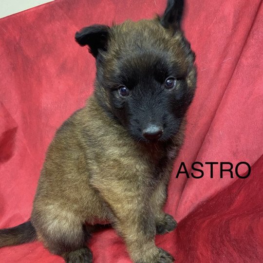 chiot Berger belge ASTRO Malinois à poils longs (TERVUEREN) à réserver Domaine de la Chantelaie chiot Berger belge ASTRO Malinois à poils longs (TERVUEREN) à réserver Domaine de la Chantelaie
