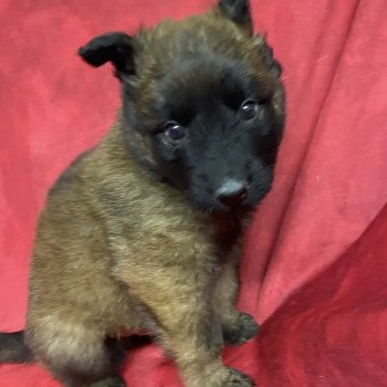 chiot Berger belge ASTRO Malinois à poils longs (TERVUEREN) à réserver Domaine de la Chantelaie