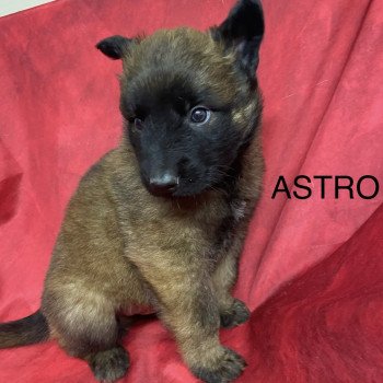 chiot Berger belge ASTRO Malinois à poils longs (TERVUEREN) à réserver Domaine de la Chantelaie