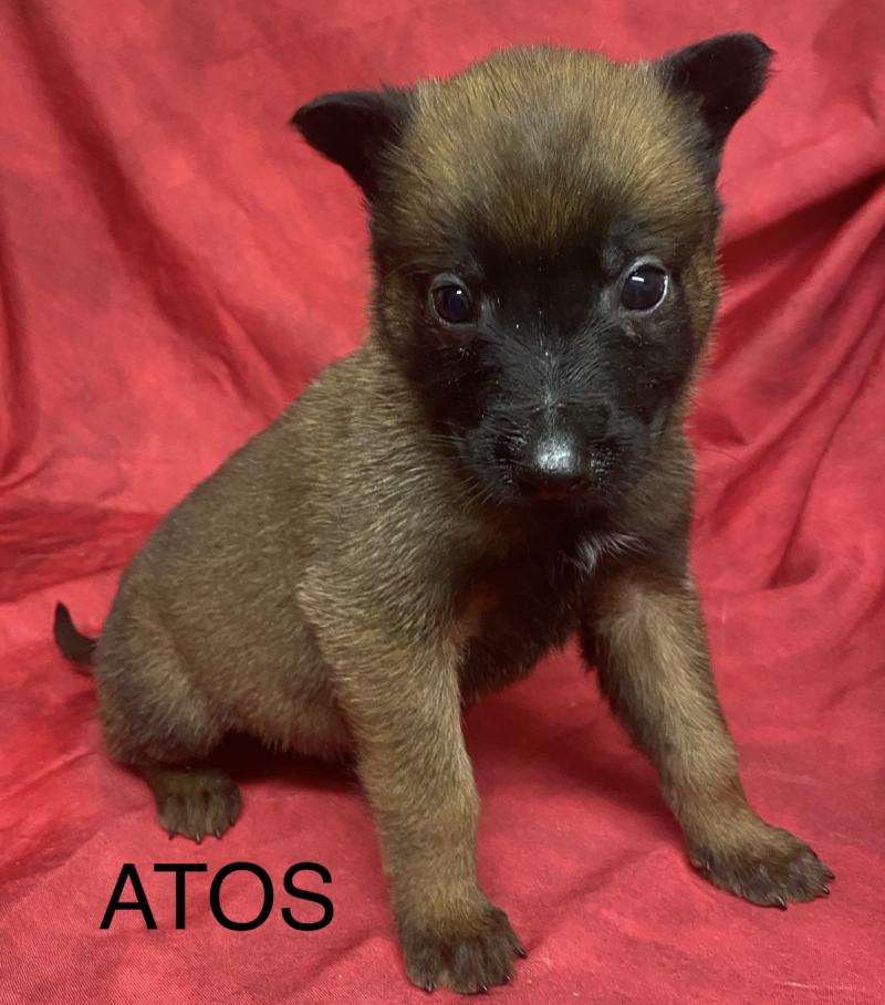 ATOS Malinois LOF à réserver Mâle Berger belge