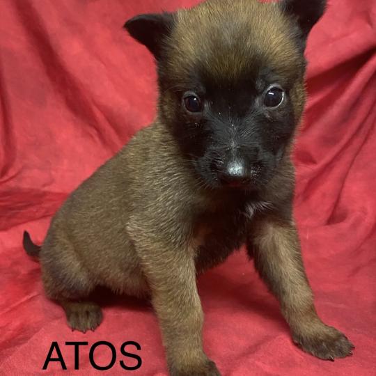 ATOS Malinois LOF à réserver Mâle Berger belge