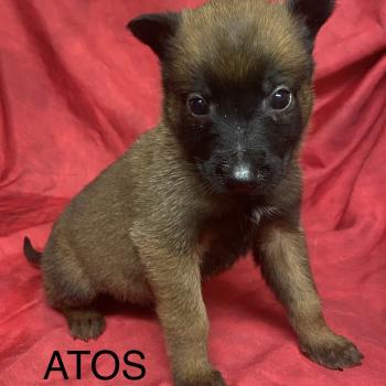 chiot Berger belge ATOS Malinois LOF à réserver Domaine de la Chantelaie