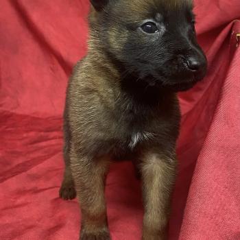 chiot Berger belge ATOS Malinois LOF à réserver Domaine de la Chantelaie