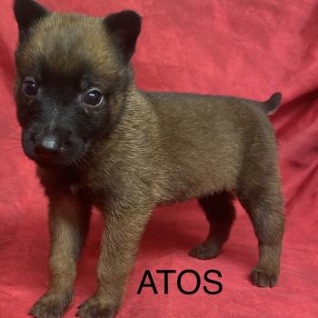 chiot Berger belge ATOS Malinois LOF à réserver Domaine de la Chantelaie