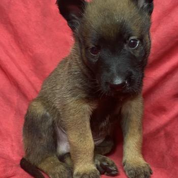chiot Berger belge AUSKI Malinois LOF à réserver Domaine de la Chantelaie