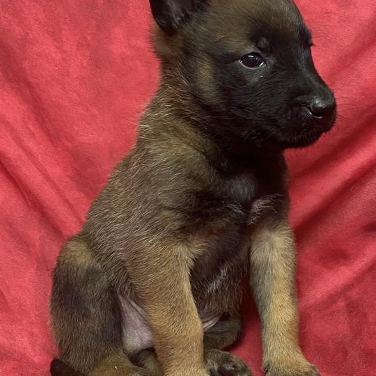 chiot Berger belge AUSKI Malinois LOF à réserver Domaine de la Chantelaie