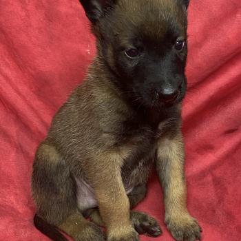 chiot Berger belge AUSKI Malinois LOF à réserver Domaine de la Chantelaie