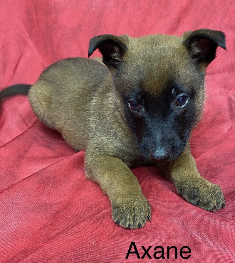 AXANE Malinois LOF à réserver Femelle Berger belge