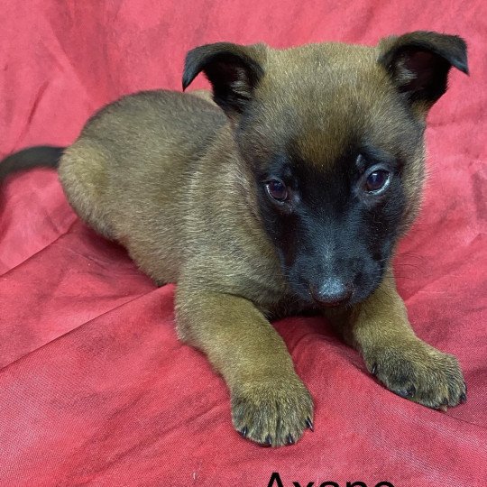chiot Berger belge AXANE Malinois Domaine de la Chantelaie chiot Berger belge AXANE Malinois Domaine de la Chantelaie