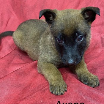 chiot Berger belge AXANE Malinois Domaine de la Chantelaie