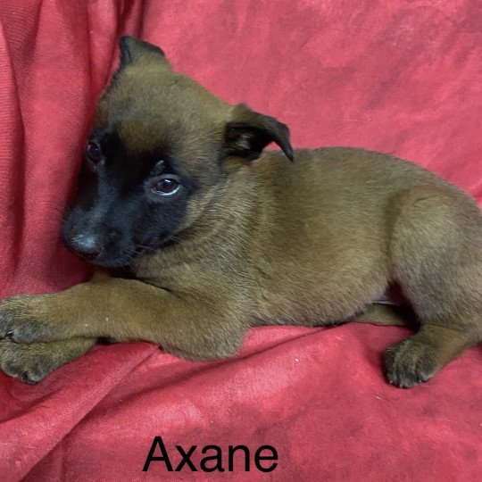 chiot Berger belge AXANE Malinois Domaine de la Chantelaie chiot Berger belge AXANE Malinois Domaine de la Chantelaie