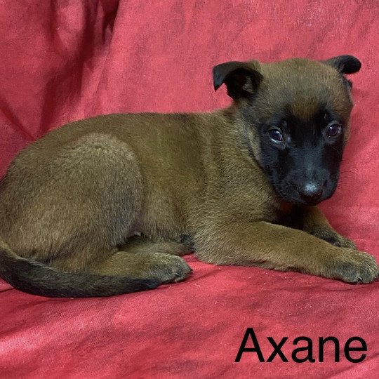 chiot Berger belge AXANE Malinois Domaine de la Chantelaie chiot Berger belge AXANE Malinois Domaine de la Chantelaie