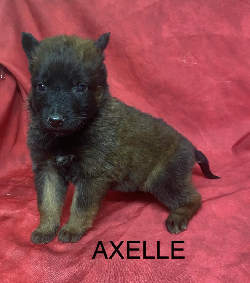 AXELLE Tervueren à réserver Femelle Berger belge