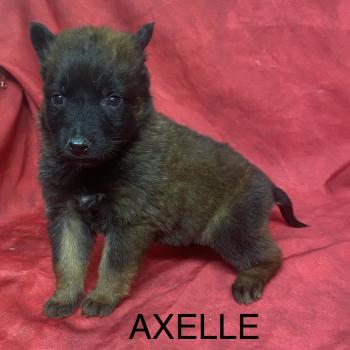 chiot Berger belge AXELLE Tervueren à réserver Domaine de la Chantelaie