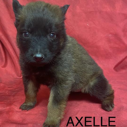 chiot Berger belge AXELLE Tervueren à réserver Domaine de la Chantelaie