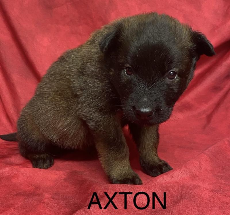 AXTON Tervueren LOF à réserver Mâle Berger belge