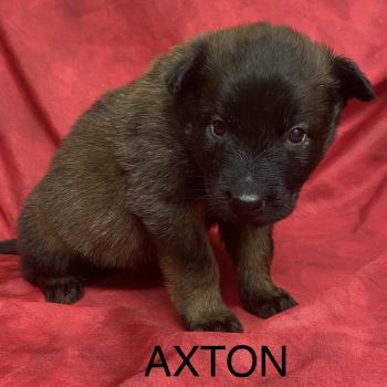 chiot Berger belge AXTON Tervueren LOF à réserver Domaine de la Chantelaie