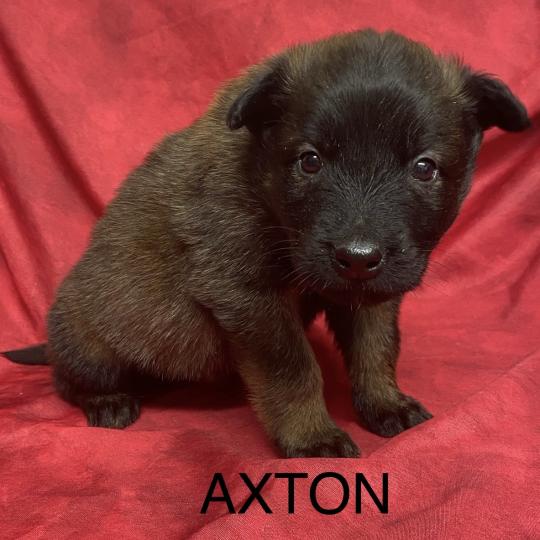 chiot Berger belge AXTON Tervueren LOF à réserver Domaine de la Chantelaie