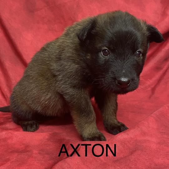 chiot Berger belge AXTON Tervueren LOF à réserver Domaine de la Chantelaie