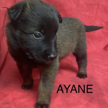 chiot Berger belge AYANE Tervueren à réserver Domaine de la Chantelaie