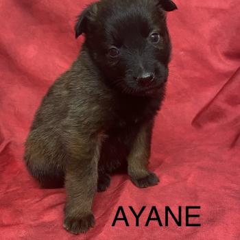 chiot Berger belge AYANE Tervueren à réserver Domaine de la Chantelaie