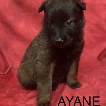chiot Berger belge AYANE Tervueren à réserver Domaine de la Chantelaie