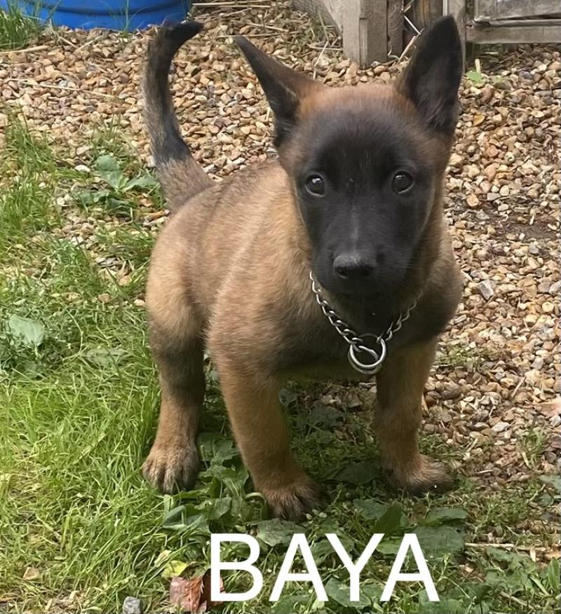 BAYA Malinois LOF disponible Mâle Berger belge
