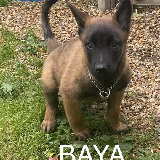 chiot Berger belge BAYA Malinois LOF disponible Domaine de la Chantelaie