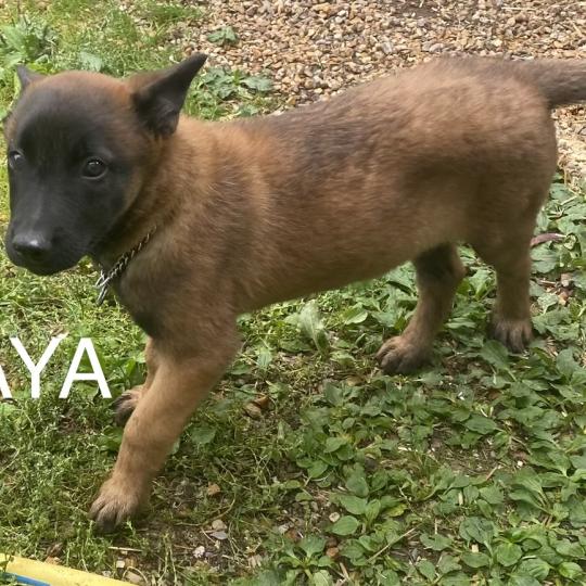 chiot Berger belge BAYA Malinois LOF disponible Domaine de la Chantelaie