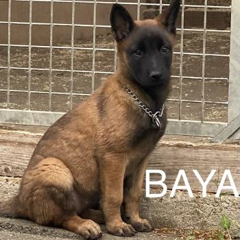 chiot Berger belge BAYA Malinois LOF disponible Domaine de la Chantelaie
