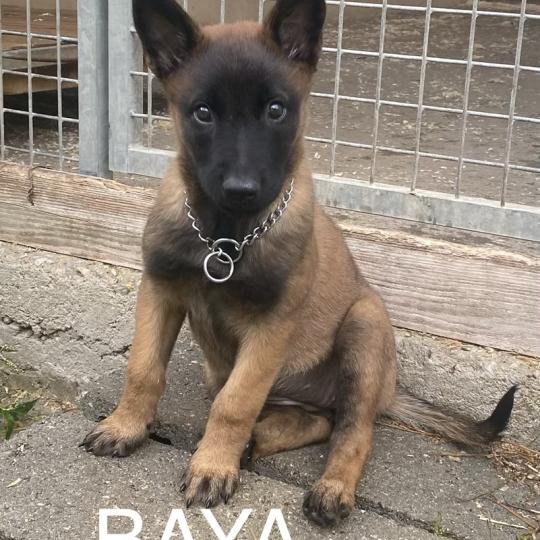 chiot Berger belge BAYA Malinois LOF disponible Domaine de la Chantelaie