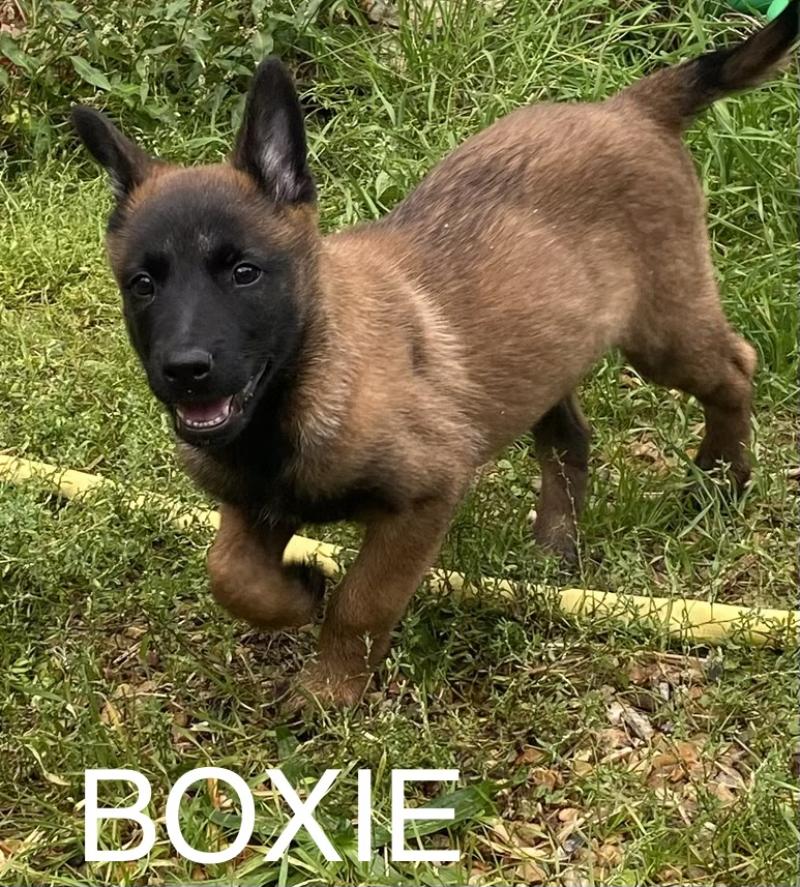 BOXIE Malinois LOF disponible Femelle Berger belge